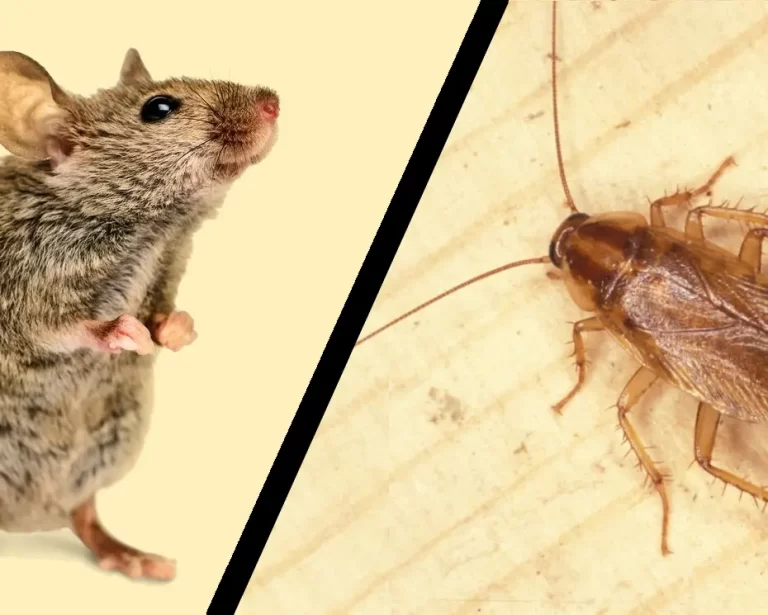 Bamboo Enviro Ecofriendly Pest Control Specialists Pest control